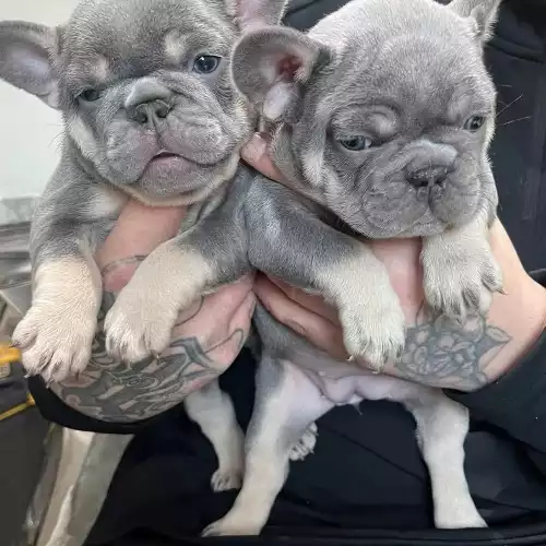 French Bulldog Dog For Sale in Sheffield