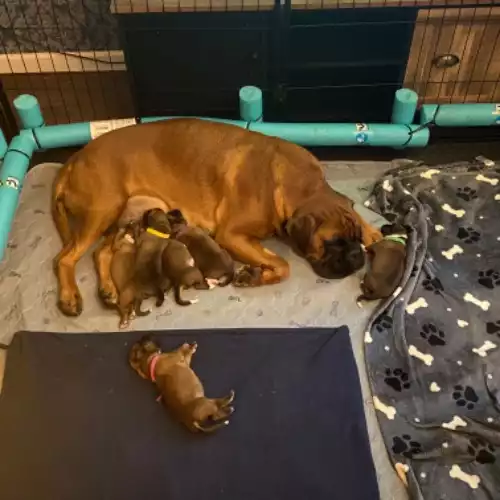 Boxer Dog For Sale in Stockport, Greater Manchester, England