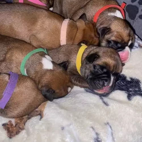 Boxer Dog For Sale in Stockport, Greater Manchester, England