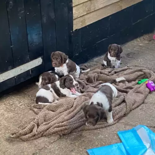 Sprocker Dog For Sale in Longfield Hill, Kent, England