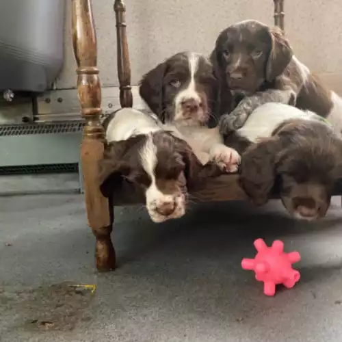 Sprocker Dog For Sale in Longfield Hill, Kent, England