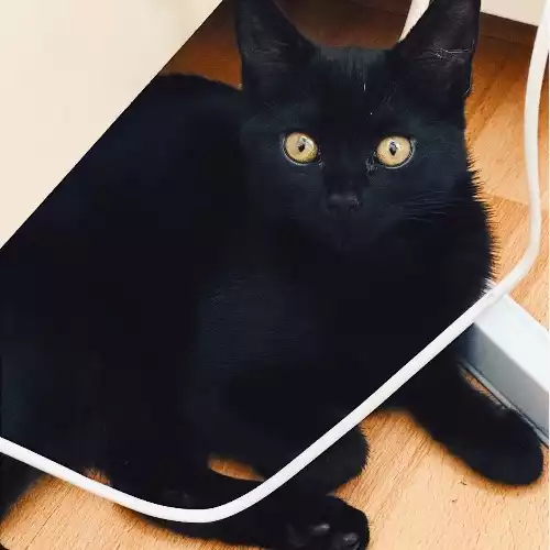 Bombay Cat For Adoption in South Croydon, Greater London, England