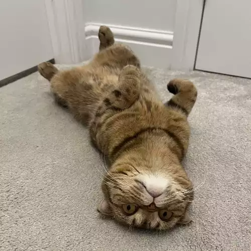 Scottish Fold Cat For Adoption in London