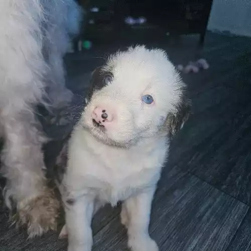 Border Collie Dog For Sale in Wigton, Cumbria