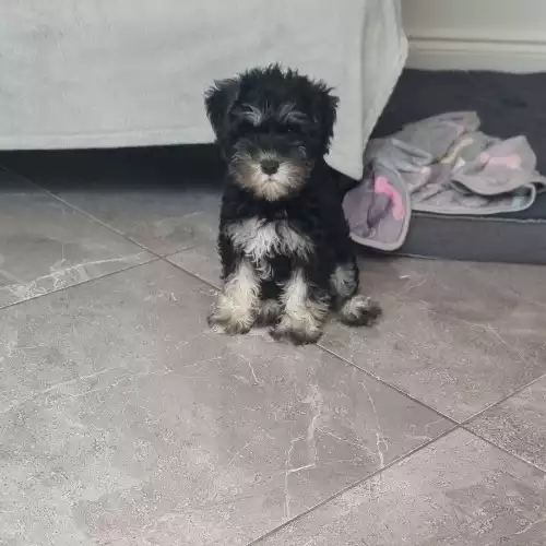 Miniature Schnauzer Dog For Sale in Carshalton Beeches, Greater London, England