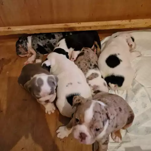 English Bulldog Dog For Sale in Wolverhampton