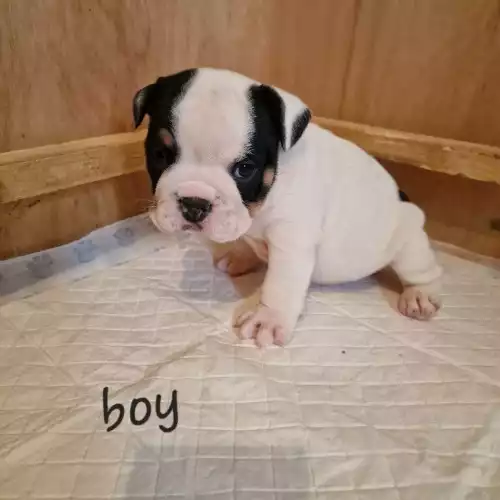 English Bulldog Dog For Sale in Wolverhampton