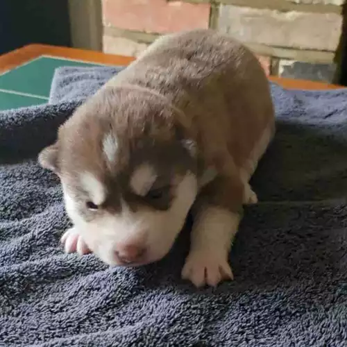 Siberian Husky Dog For Sale in Bishop's Stortford, Hertfordshire