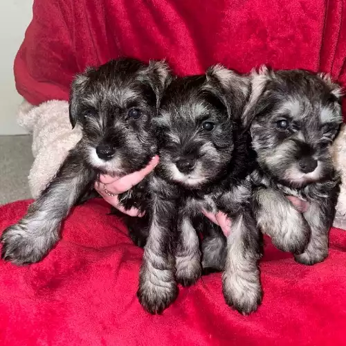 Miniature Schnauzer Dog For Sale in Luton, Bedfordshire