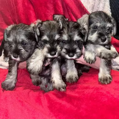 Miniature Schnauzer Dog For Sale in Luton, Bedfordshire