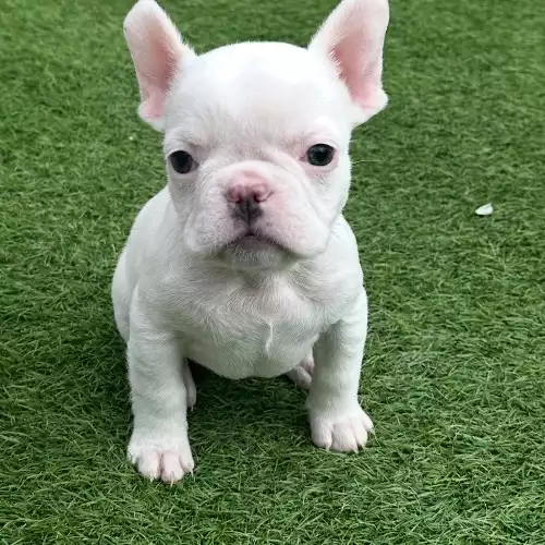 French Bulldog Dog For Sale in Carlisle