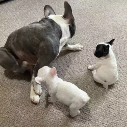 French Bulldog Dog For Sale in Carlisle