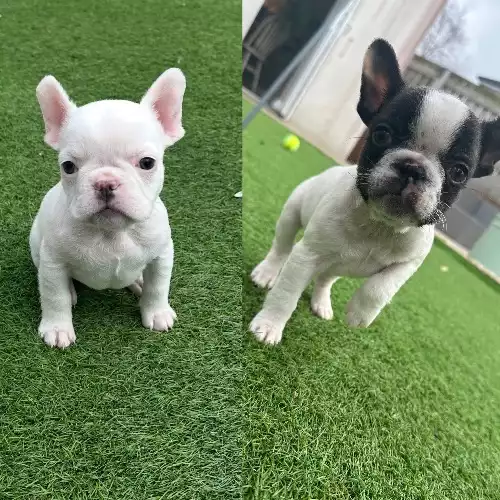 French Bulldog Dog For Sale in Carlisle