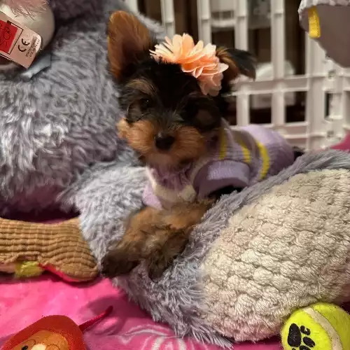 Yorkshire Terrier Dog For Sale in Glasgow