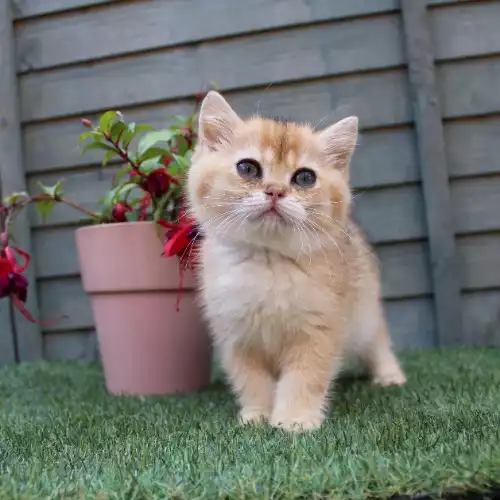 British Shorthair Cat For Sale in Grimsby, Lincolnshire, England