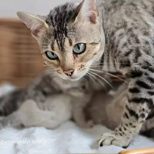 Bengal Cat For Sale in Congleton, Cheshire