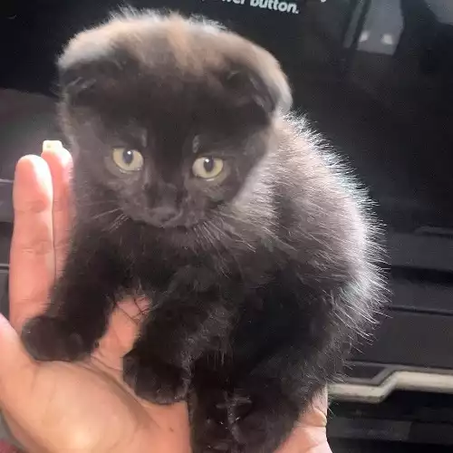 Scottish Fold Cat For Sale in Richmond, Greater London, England