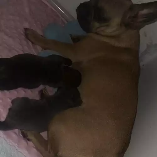 French Bulldog Dog For Sale in Colchester, Essex