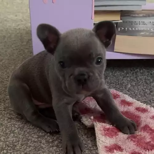 French Bulldog Dog For Sale in Colchester, Essex