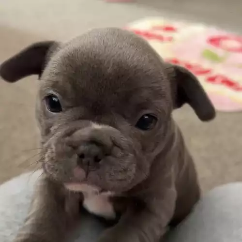 French Bulldog Dog For Sale in Colchester, Essex