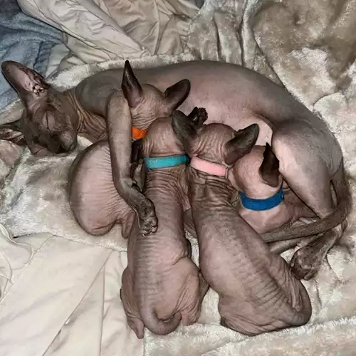 Sphynx Cat For Sale in Chatham, Kent