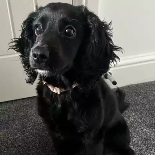 Cockapoo Dog For Sale in Stockton-on-Tees, Durham