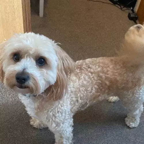 Cavapoo Dog For Adoption in Glastonbury, Somerset, England