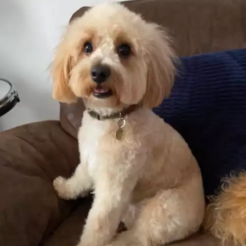 Cavapoo Dog For Adoption in Glastonbury, Somerset, England