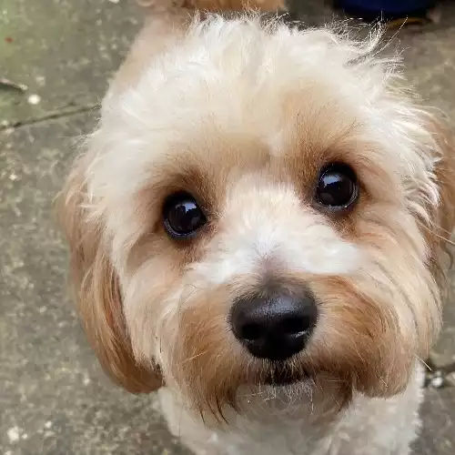 Cavapoo Dog For Adoption in Glastonbury, Somerset, England