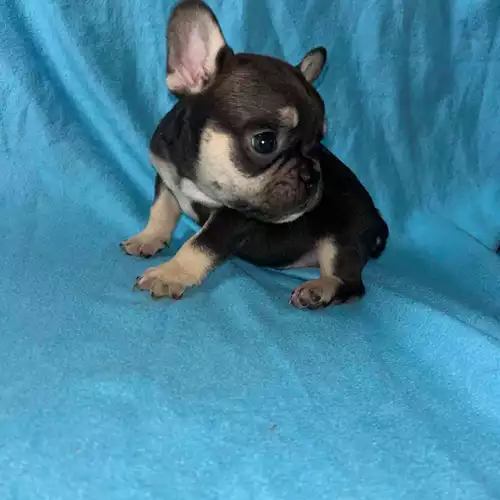 French Bulldog Dog For Sale in Newcastle upon Tyne, Tyne and Wear, England