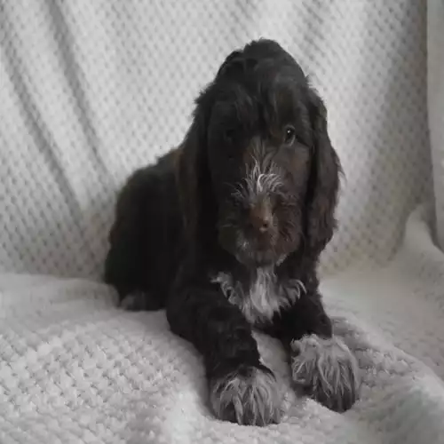 Cockapoo Dog For Sale in Melksham