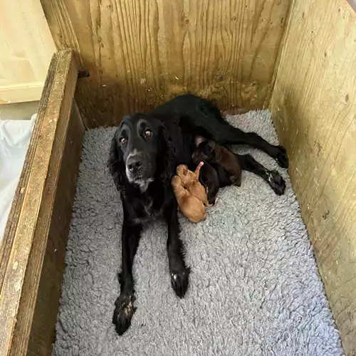 Cockapoo Dog For Sale in Melksham