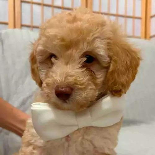 Cavapoo Dog For Sale in Manchester