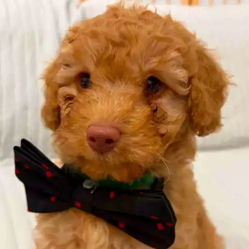 Cavapoo Dog For Sale in Manchester