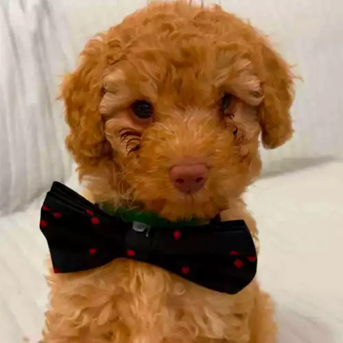 Cavapoo Dog For Sale in Manchester