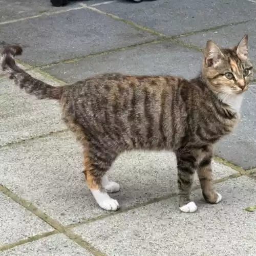 Exotic Cat For Sale in London, Greater London, England