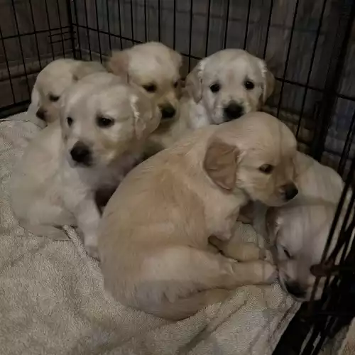 Golden Retriever Dog For Sale in Bishop Auckland, Durham