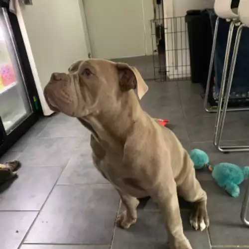 Old Tyme Bulldog Dog For Adoption in London, Greater London, England