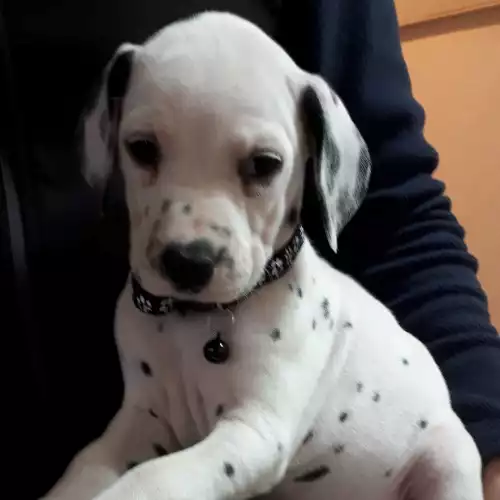 Dalmatian Dog For Sale in Gainsborough, Lincolnshire