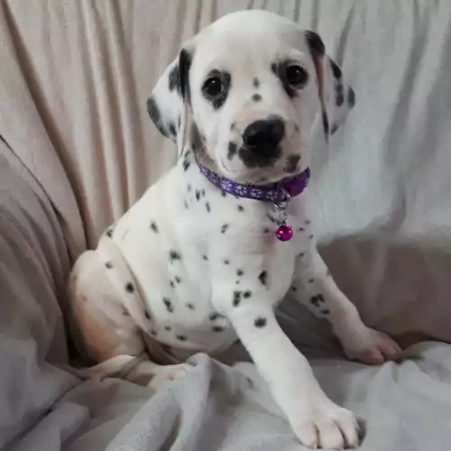 Dalmatian Dog For Sale in Gainsborough, Lincolnshire