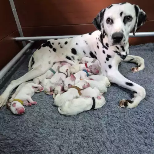 Dalmatian Dog For Sale in Gainsborough, Lincolnshire