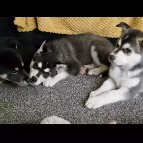 Siberian Husky Dog For Sale in Kingston upon Hull