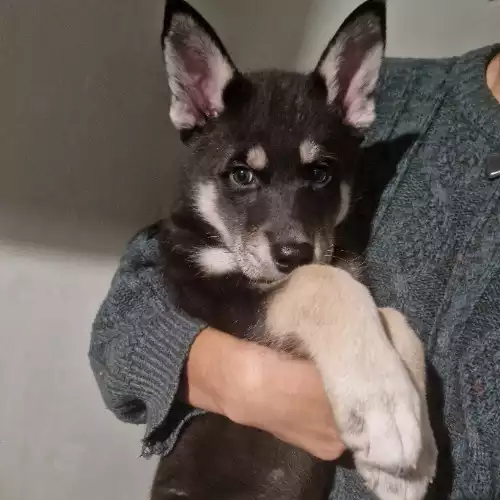 Siberian Husky Dog For Sale in Kingston upon Hull