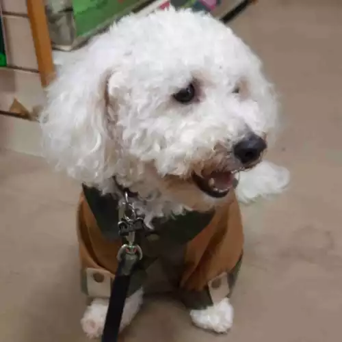 Bichon Frise Dog For Stud in Great Barr, West Midlands