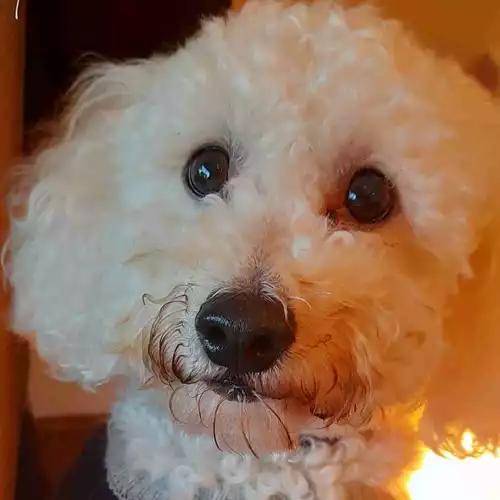 Bichon Frise Dog For Stud in Great Barr, West Midlands