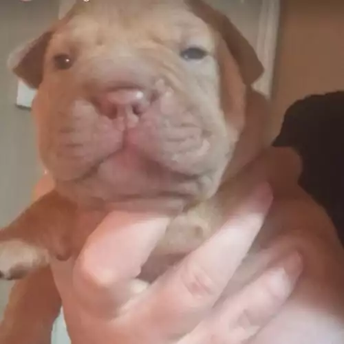 Shar Pei Dog For Sale in Newcastle upon Tyne