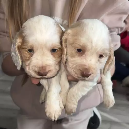 Cocker Spaniel Dog For Sale in Malton, North Yorkshire