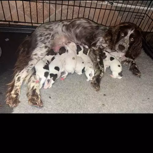 Cocker Spaniel Dog For Sale in Malton, North Yorkshire