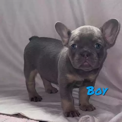 French Bulldog Dog For Sale in Holloway, Greater London