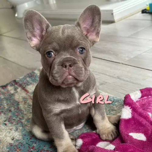 French Bulldog Dog For Sale in Holloway, Greater London